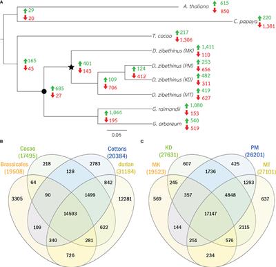 Resequencing of durian genomes reveals large genetic variations among different cultivars
